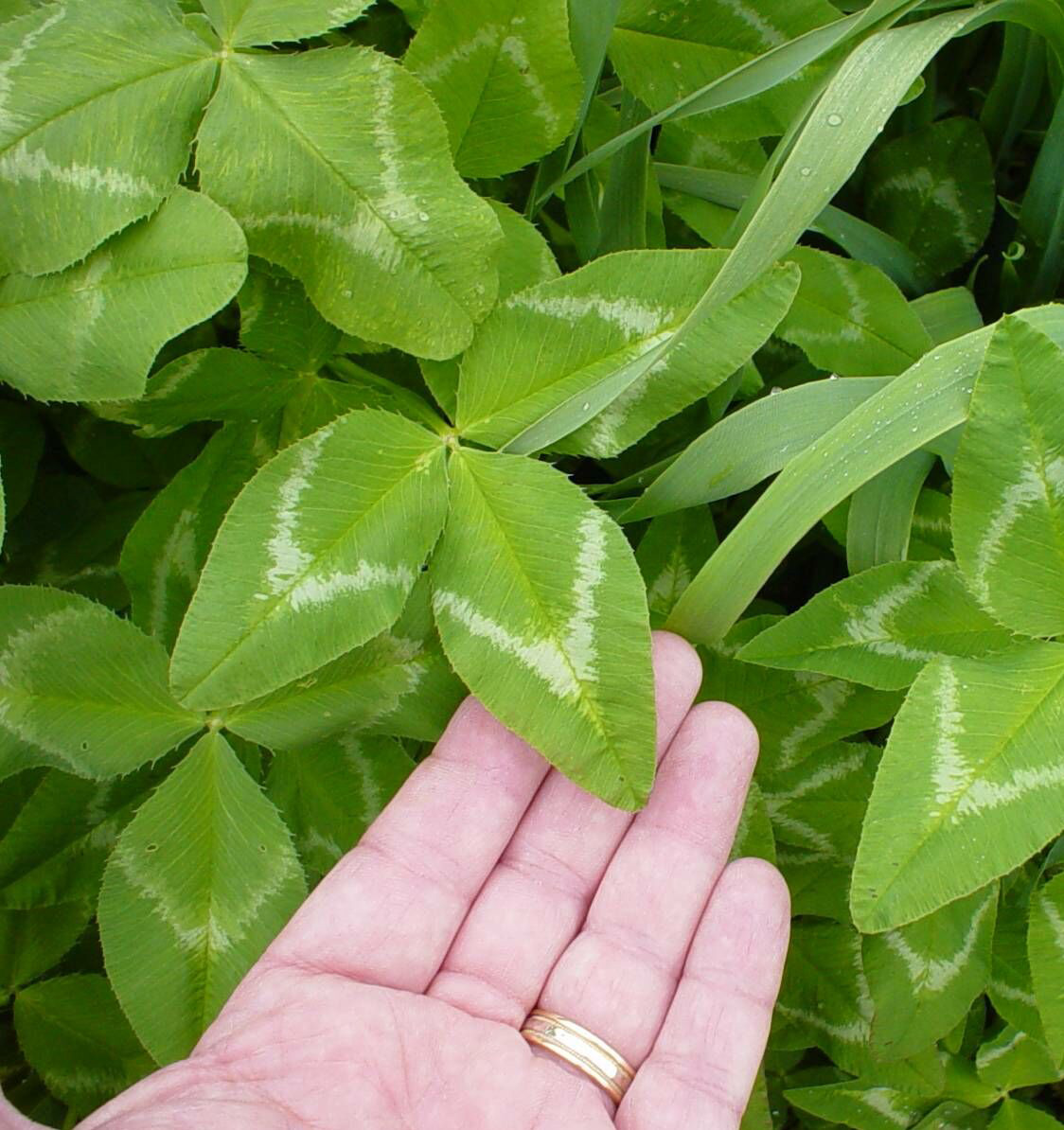 Arrowleaf clover - Copy - Copy