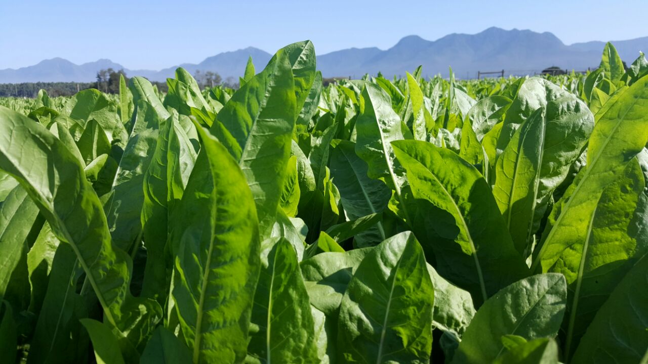Chicory