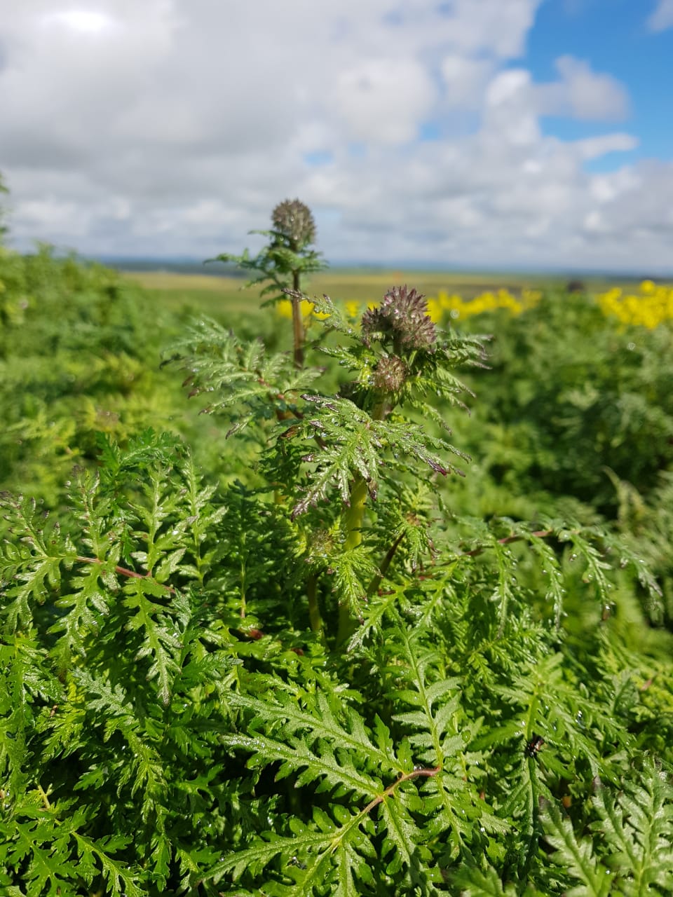 Phacelia