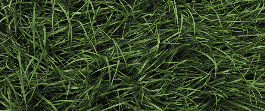 Tall Fescue Paolo