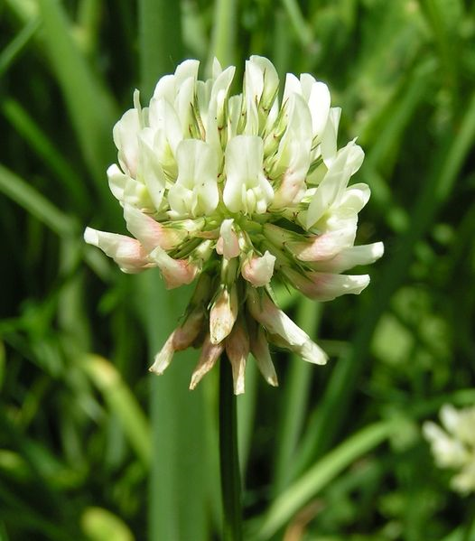 White Clover