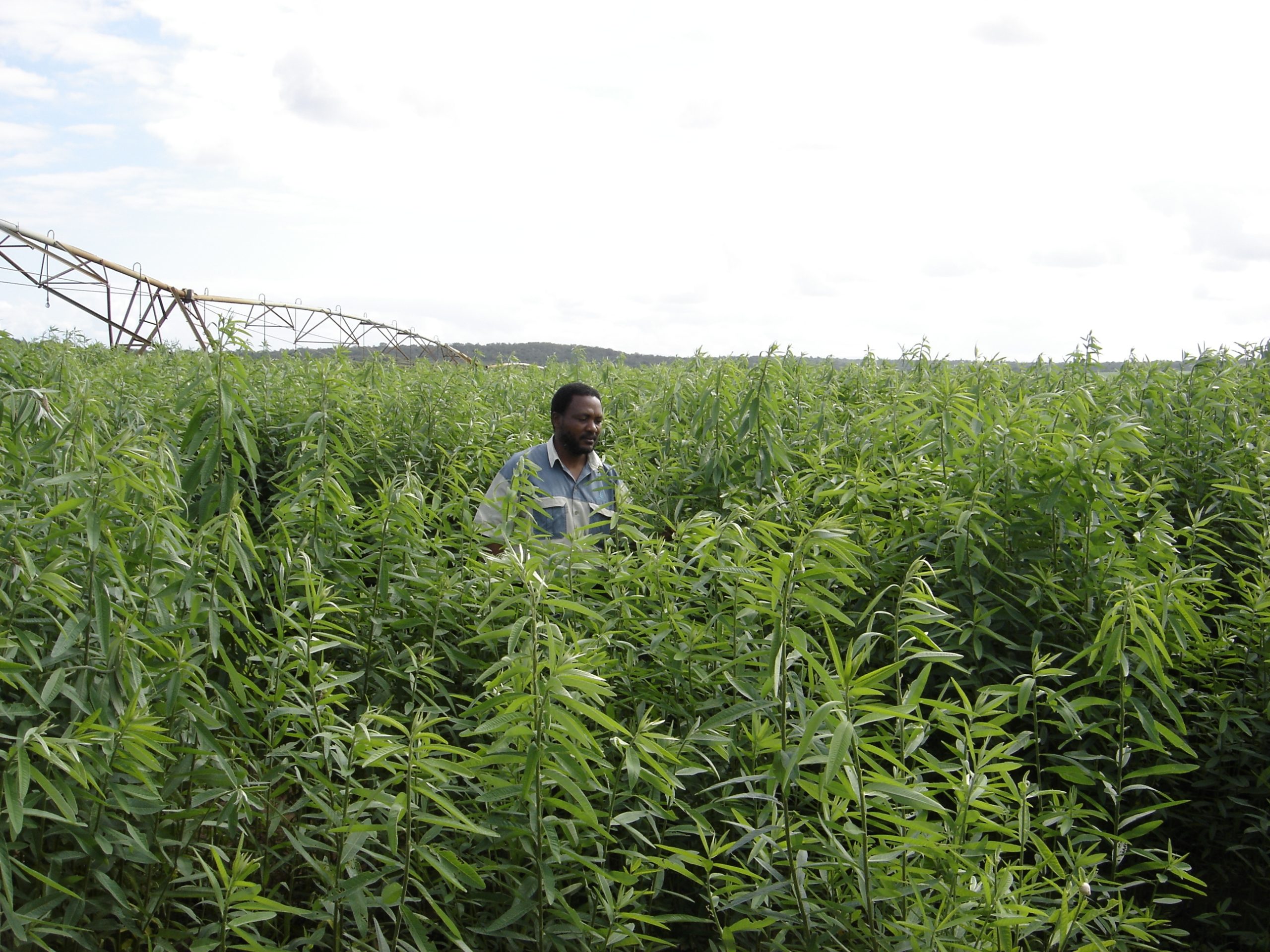 Sunhemp