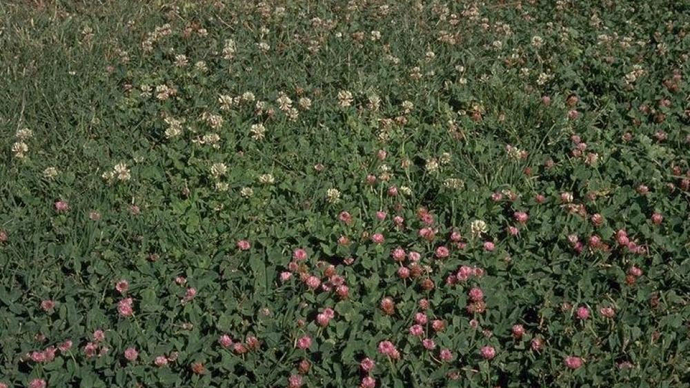 strawberry clover